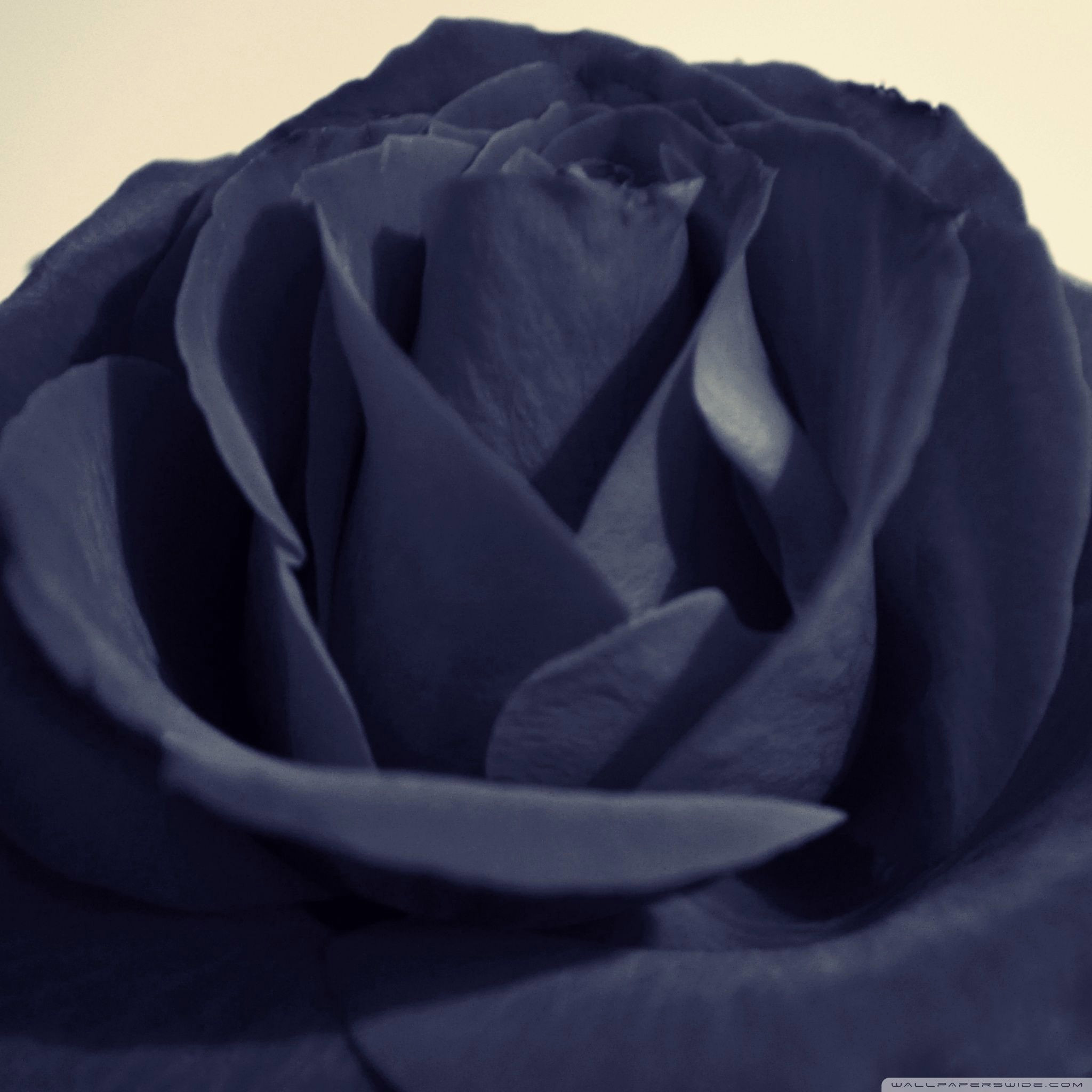 黒い薔薇 Ipad タブレット壁紙ギャラリー