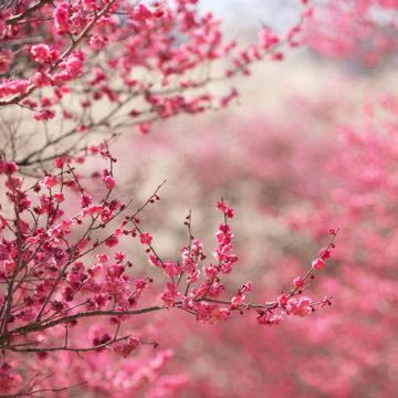 桃色の花