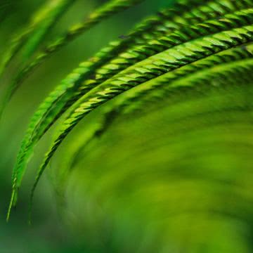 iPhone壁紙Kauai Fern | iPad …