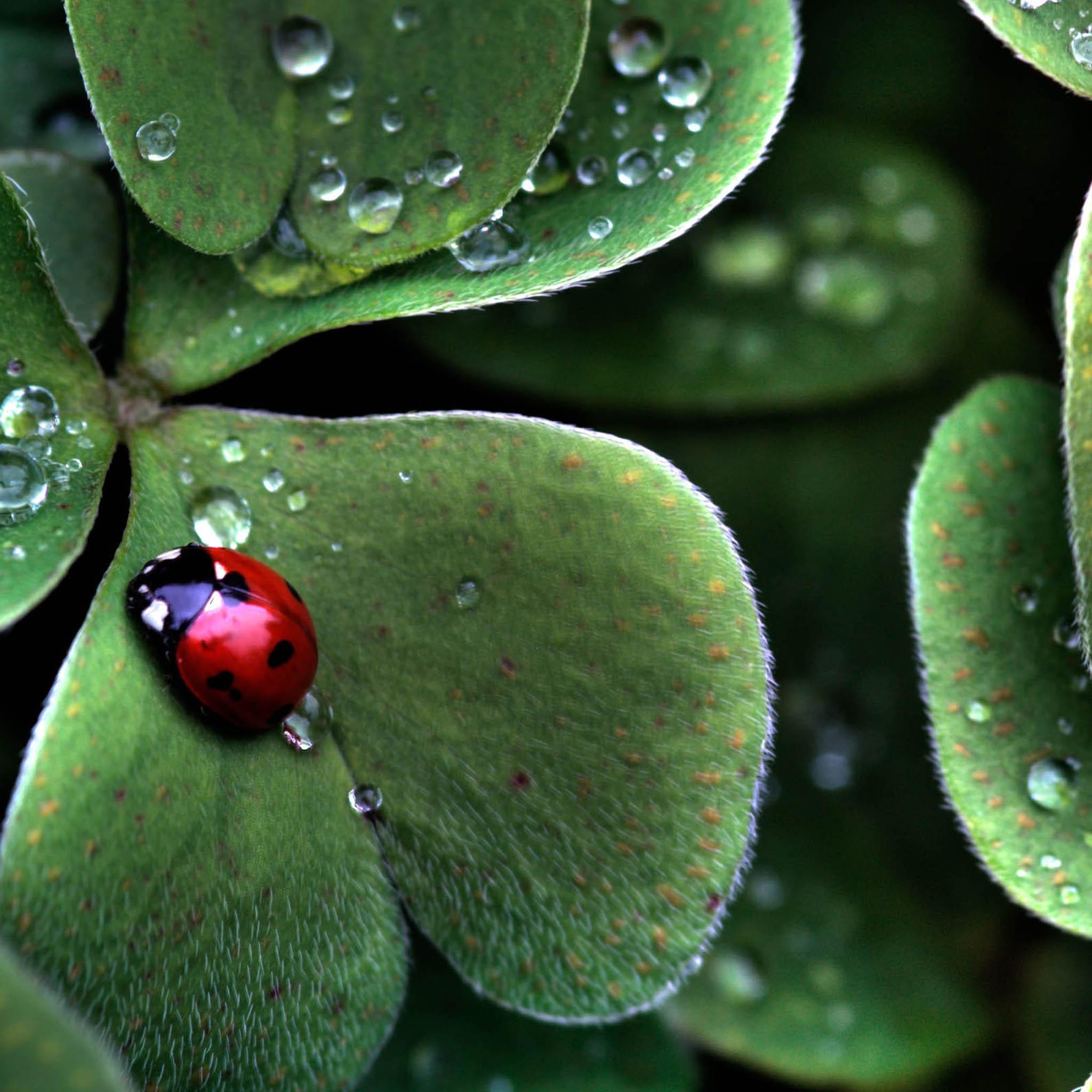 Ladybug Sitting On A Clover Leaf Ipad Wallpaper Desktop Ipad タブレット壁紙 ギャラリー