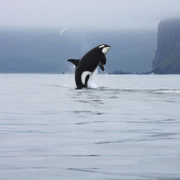 シャチ