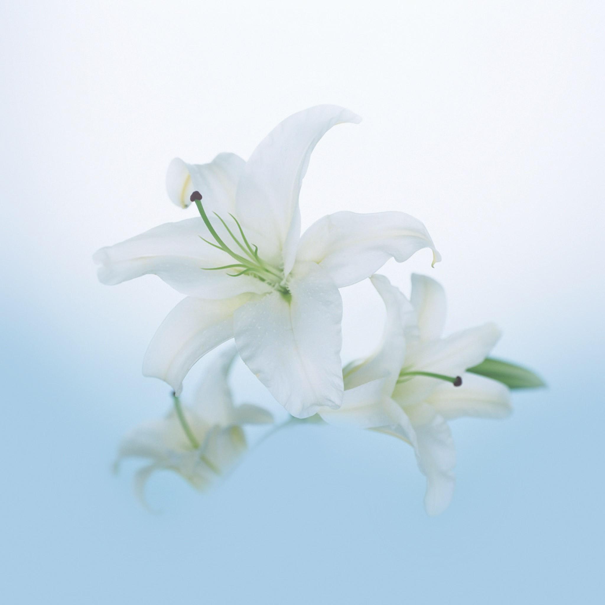 白いユリの花 Ipad タブレット壁紙ギャラリー