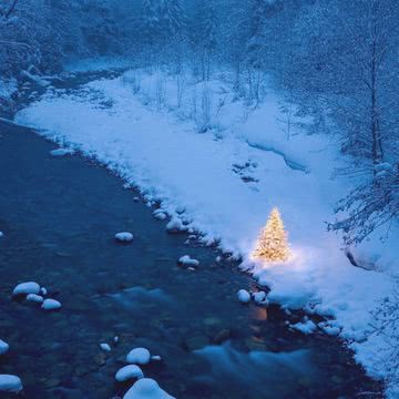 川辺の小さなクリスマスツリー