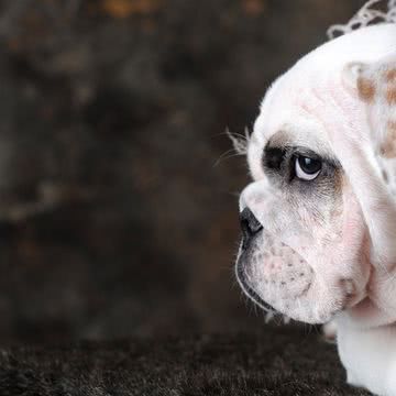 犬 ペットの壁紙