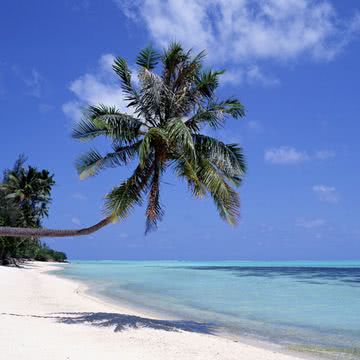 浜辺のヤシの木