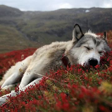 犬 ペットの壁紙