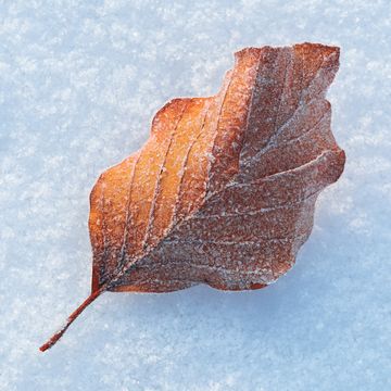 雪に落ち葉