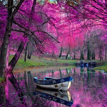 鮮やかなピンク色の森