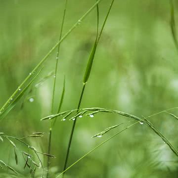 朝露に濡れた草