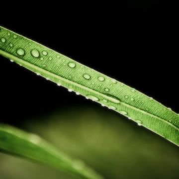 雨上がりの葉っぱ