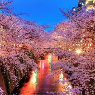 【28位】夜桜|春のiPhone壁紙
