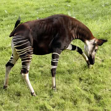 オカピ | 動物iPad壁紙