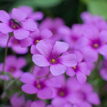 オキザリスの花