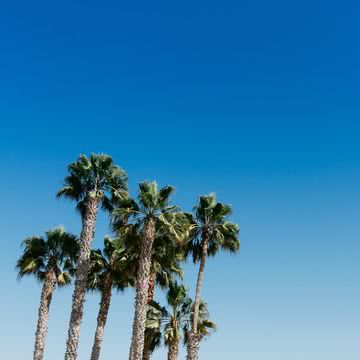 ヤシの木と青空