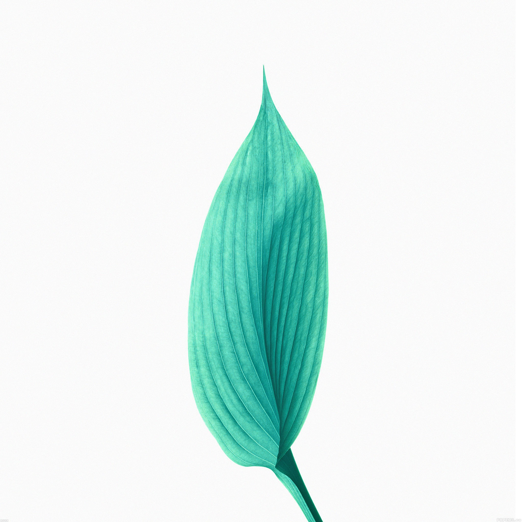 エメラルドグリーンの葉 イラスト Ipad タブレット壁紙ギャラリー
