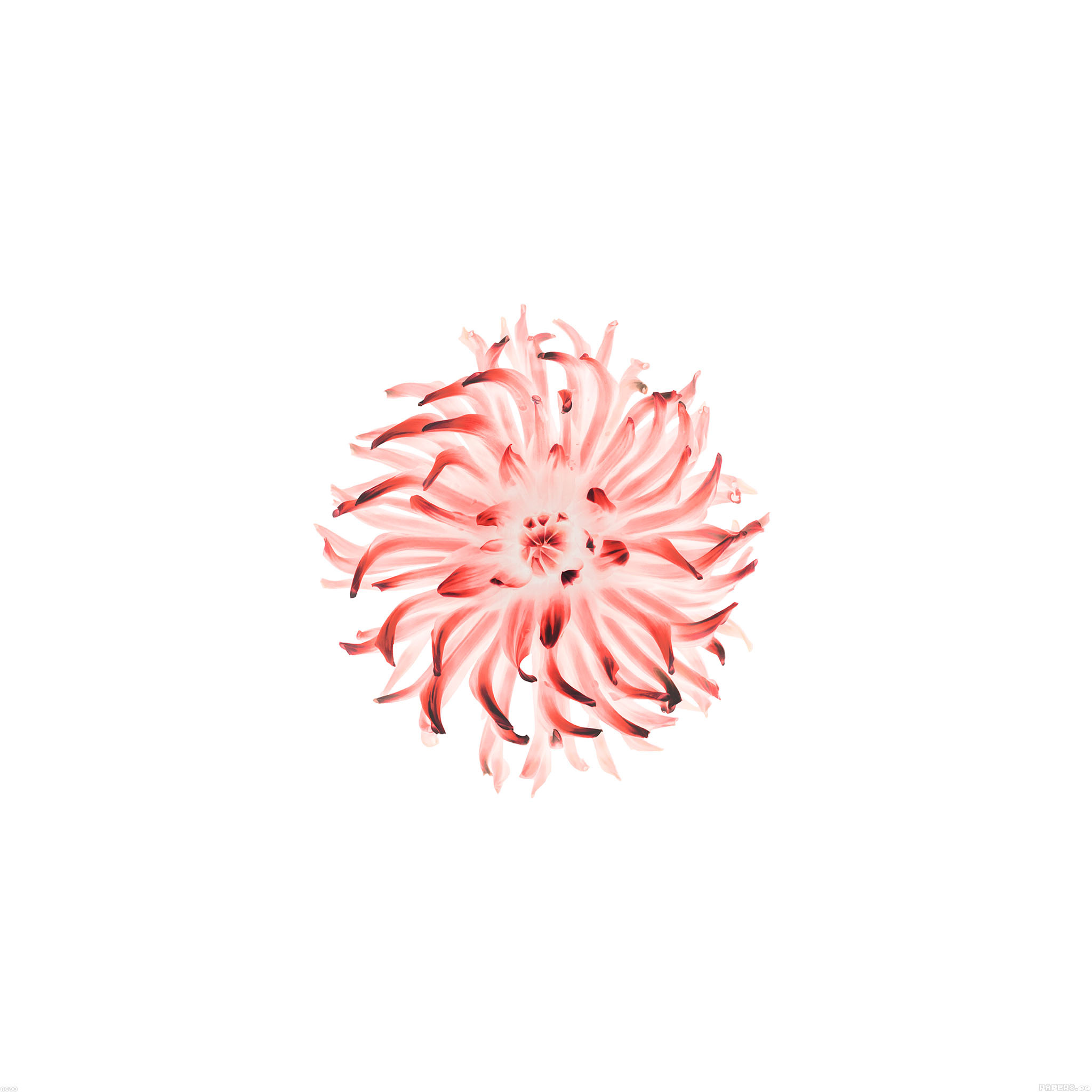 トップ100 Iphone 壁紙 シンプル 花 美しい花の画像