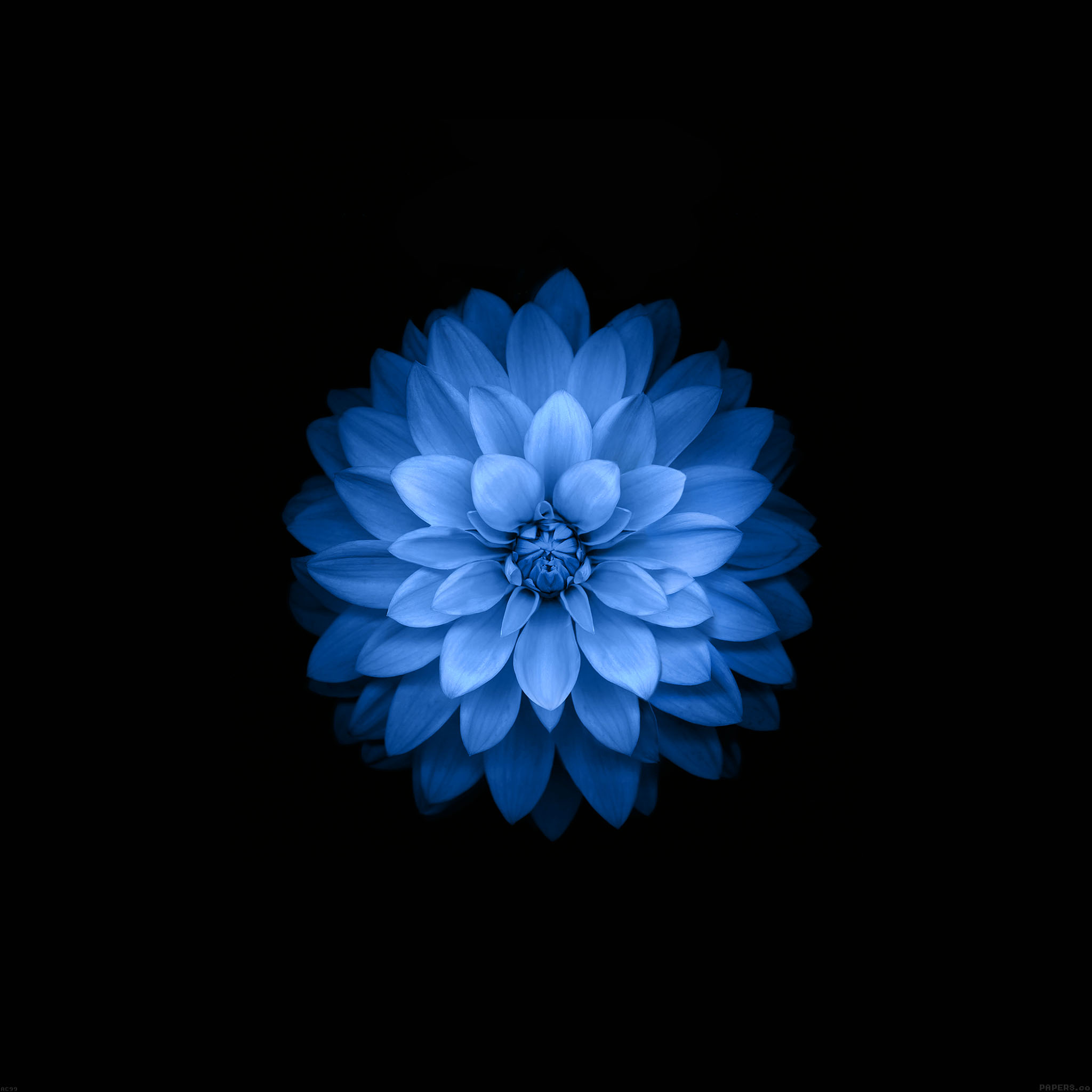 青い花 Ipad タブレット壁紙ギャラリー