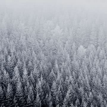 雪に包まれた森 - iPad壁紙