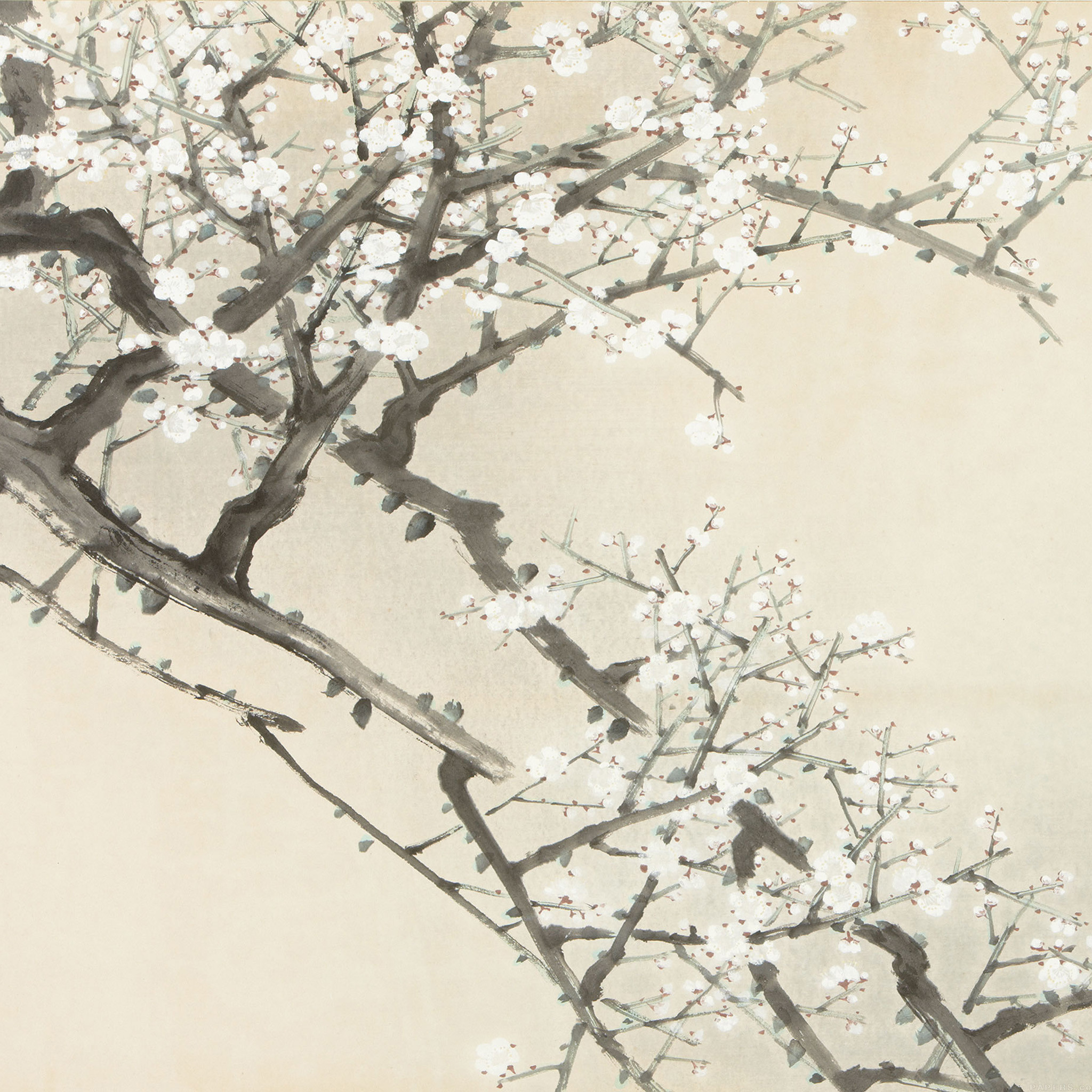 梅の花 Ipad タブレット壁紙ギャラリー