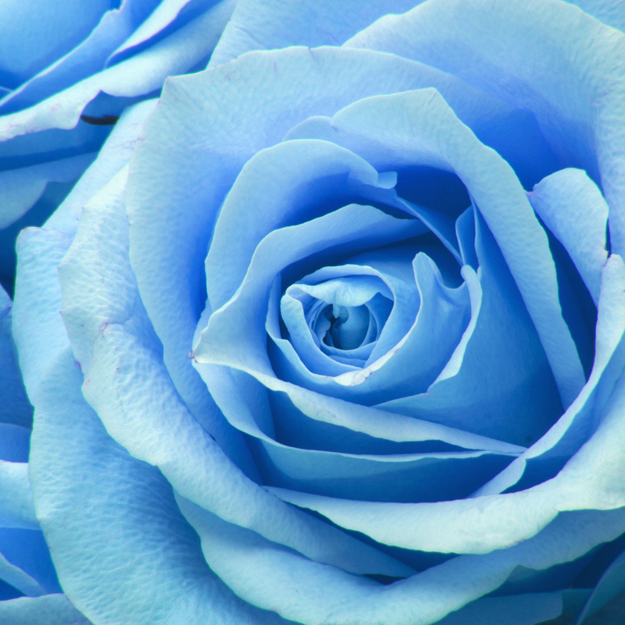 青い薔薇 Ipad タブレット壁紙ギャラリー