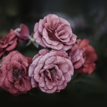 雨に濡れた薔薇の花