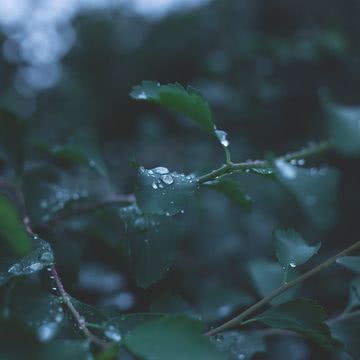 雨