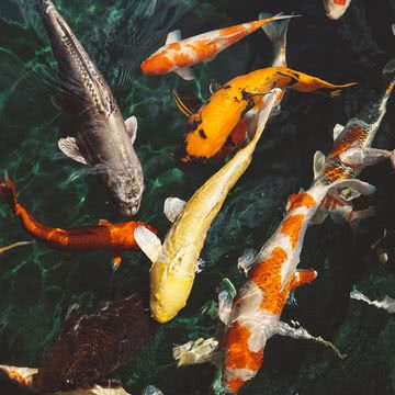 鯉 / KOI