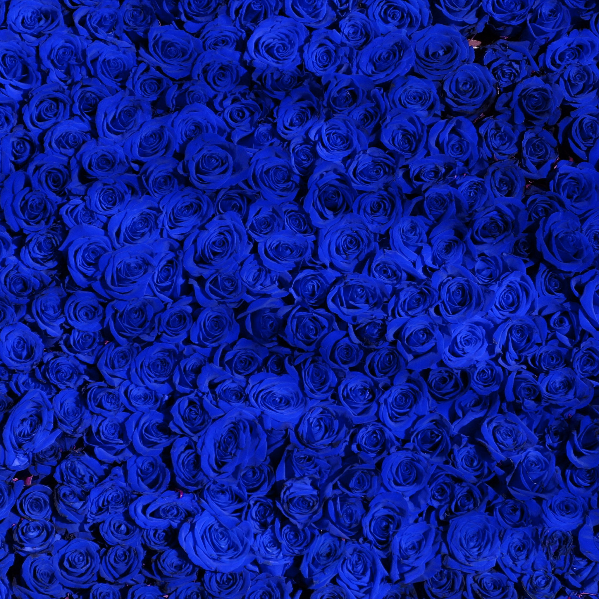 青いバラ Ipad タブレット壁紙ギャラリー