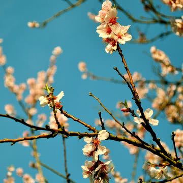 花の壁紙