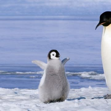 かわいいペンギン | 動物のiPad壁紙