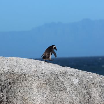 ペンギン