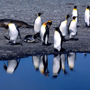 ペンギンの群れ