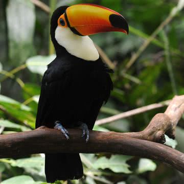 南国の鳥 | 動物のiPad壁紙