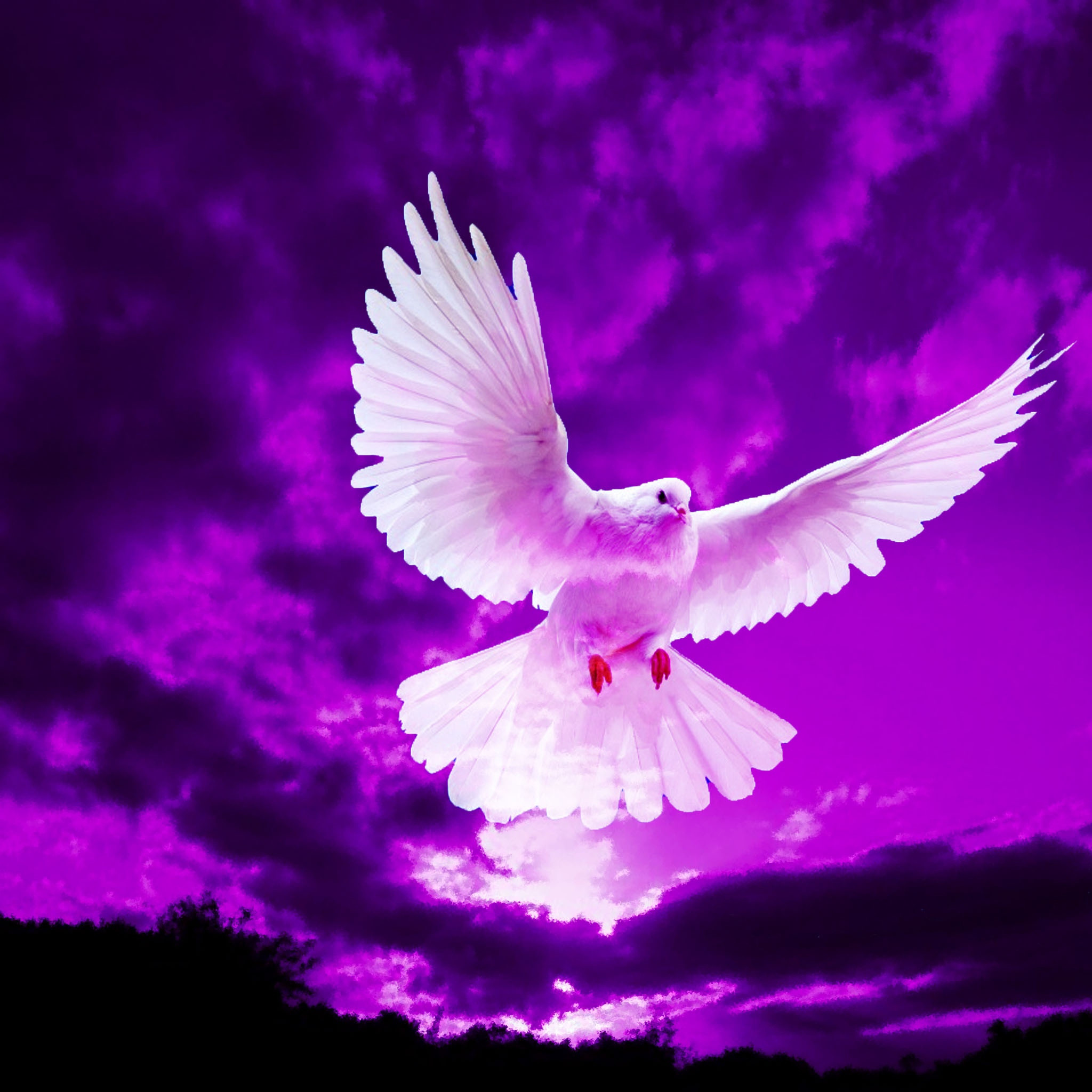 紫色の空に飛ぶ鳩 Ipad タブレット壁紙ギャラリー