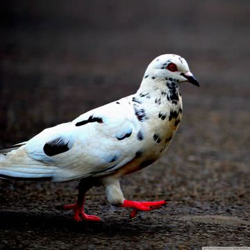 鳥 ペットの壁紙