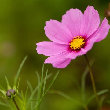 花の壁紙