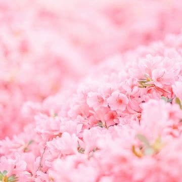 【250位】桜