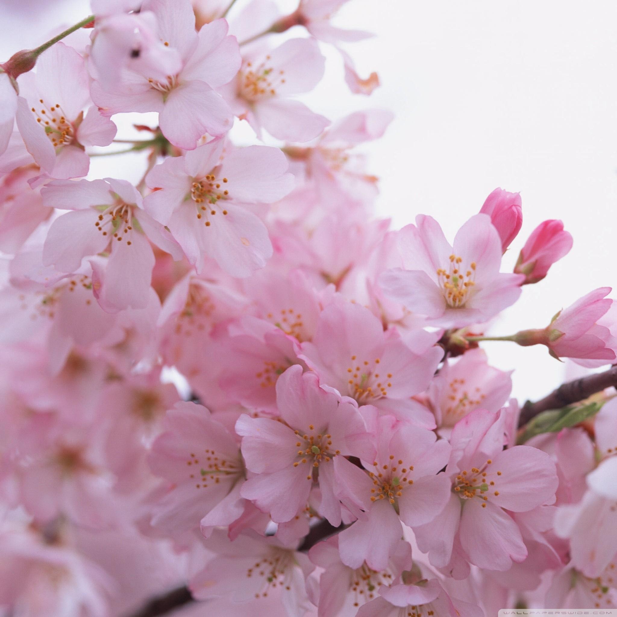 春の満開の桜 Ipad タブレット壁紙ギャラリー