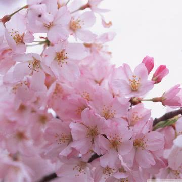 春の満開の桜