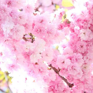 満開に咲くピンク色の花