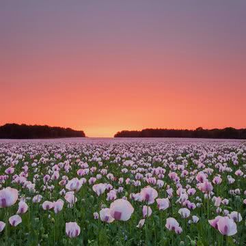 ポピーの花畑