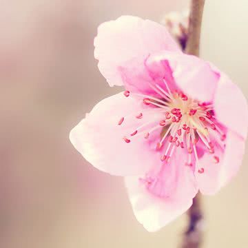 花の壁紙