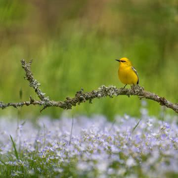 野鳥