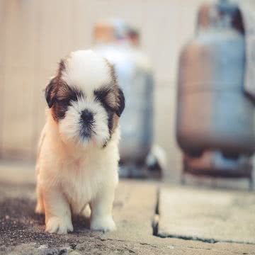 子犬