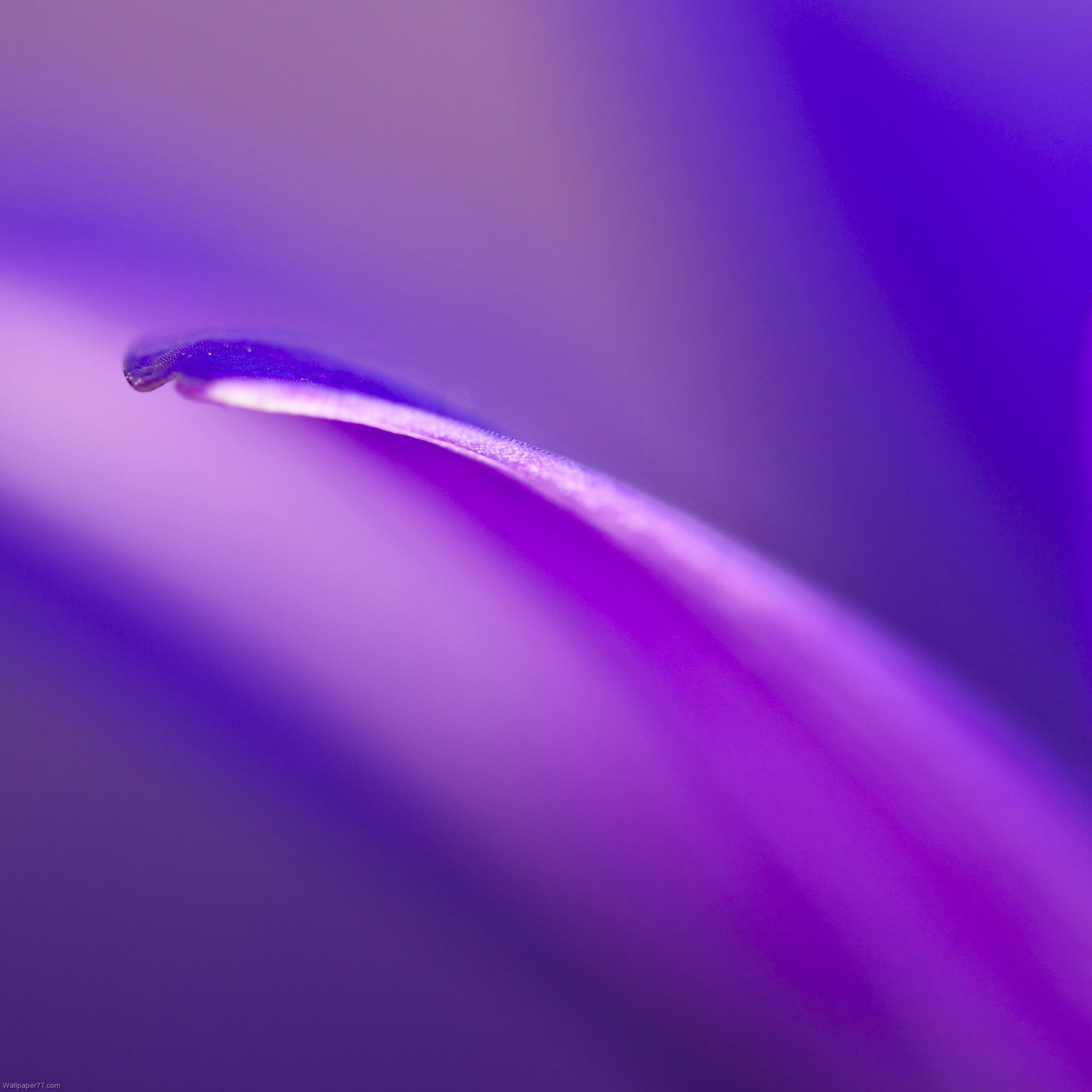 Purple, 2048x2048 pixels : Wallpapers tagged iPad 3 wallpaper, iPad