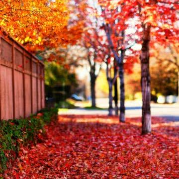 紅葉 風景の壁紙