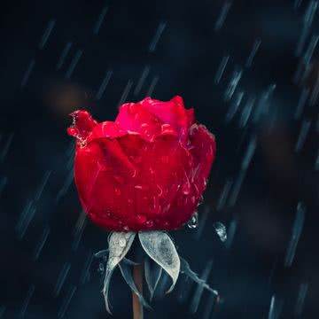 薔薇と雨