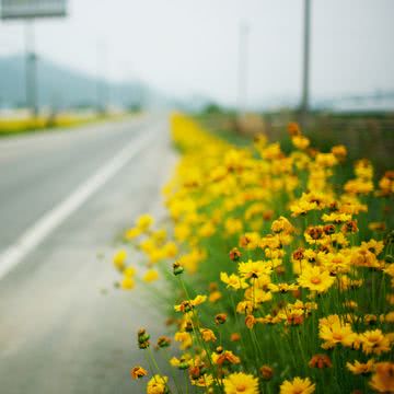 道路脇の黄色い花