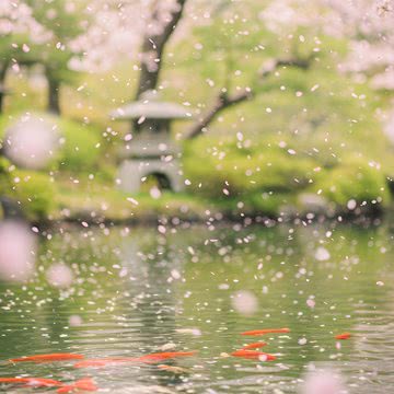 桜吹雪と金魚