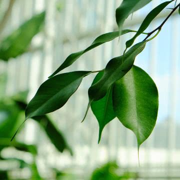 Green Leaves